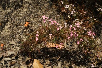 Stylidium scandens, photographed by Em Lamond