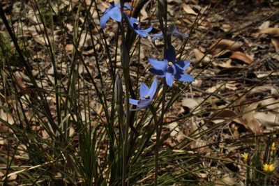 Thelymitra crinita, photographed by Em Lamond
