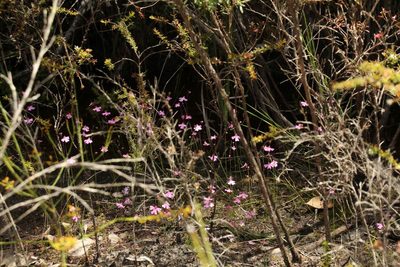 Utricularia multifida, photographed by Em Lamond