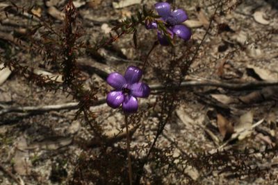 Caladenia brunonis, photographed by Em Lamond