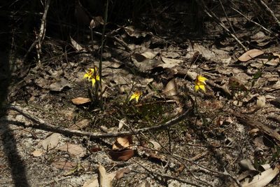 Caladenia flava, photographed by Em Lamond