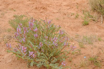 Astragalus preussii, photographed by Rolf Lawrenz