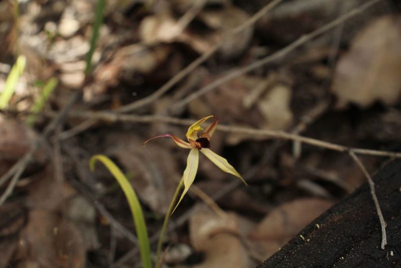 Caladenia macrostylis, photographed by Em Lamond