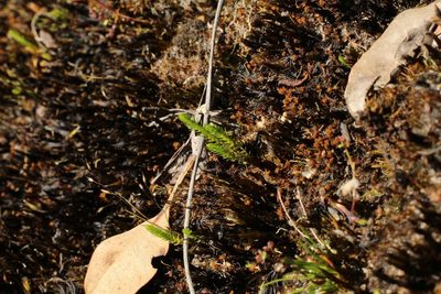 Selaginella gracillima, photographed by Em Lamond