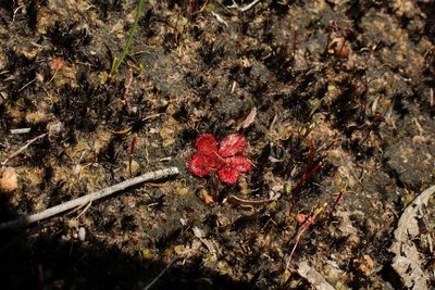 Drosera rosulata, photographed by Em Lamond