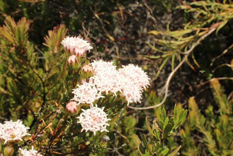Pimelea imbricata, photographed by Em Lamond