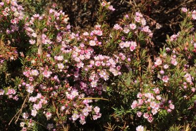 Verticordia plumosa, photographed by Em Lamond