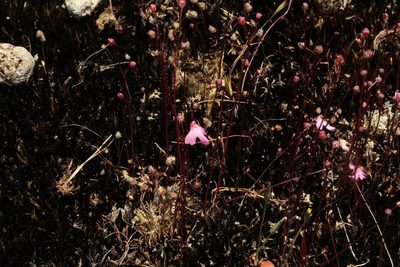 Utricularia multifida, photographed by Em Lamond