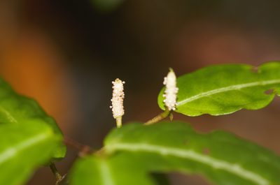 Piper consanguineum, photographed by Guillaume Delaitre