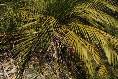 Macrozamia riedlei, photographed by Em Lamond