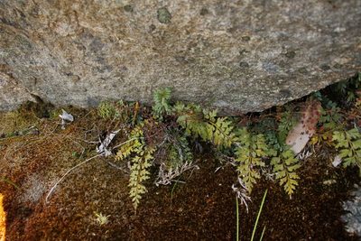 Asplenium aethiopicum, photographed by Em Lamond
