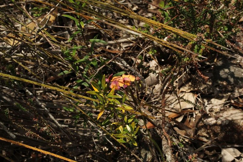 Diuris longifolia, photographed by Em Lamond