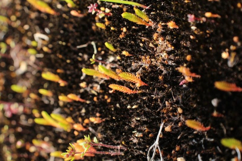 Selaginella gracillima, photographed by Em Lamond