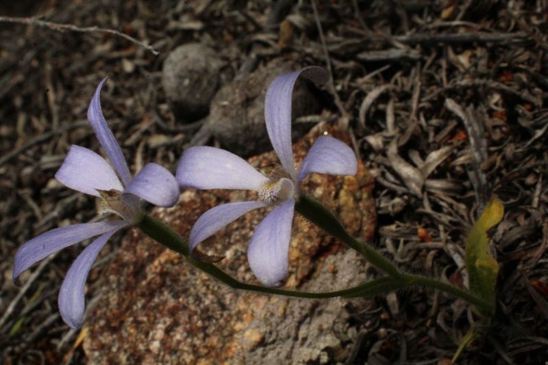 Caladenia gemmata, photographed by Em Lamond