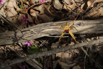 Caladenia brownii, photographed by Em Lamond