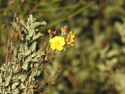 Cistus halimifolius, photographed by Duarte Frade