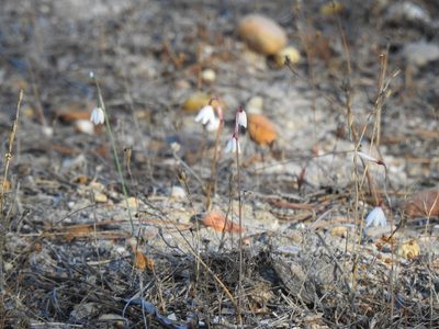 Acis autumnalis, photographed by Duarte Frade