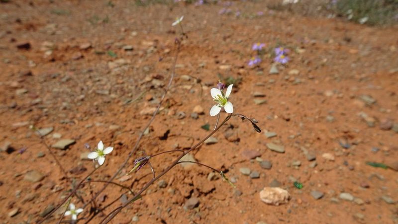 Heliophila crithmifolia, photographed by Paul Emms