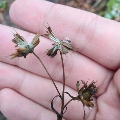 Bidens frondosa, photographed by Alexander Agafonov
