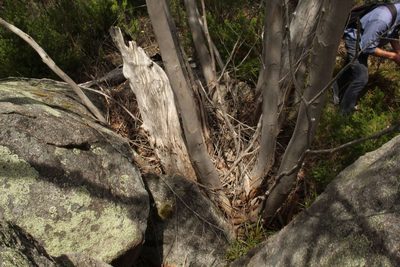 Eucalyptus megacarpa, photographed by Em Lamond
