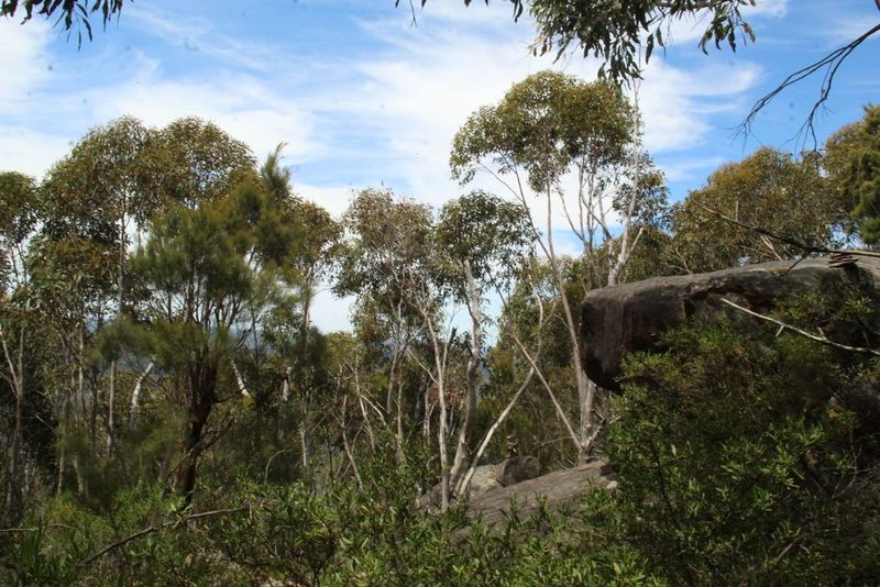 Eucalyptus megacarpa, photographed by Em Lamond