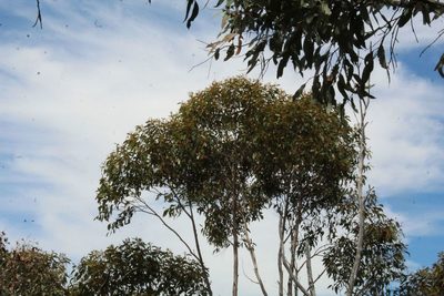 Eucalyptus megacarpa, photographed by Em Lamond