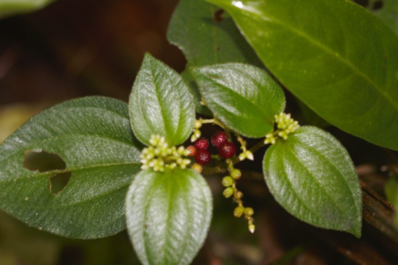 Miconia secundivaricata, photographed by Guillaume Delaitre