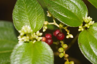 Miconia secundivaricata, photographed by Guillaume Delaitre