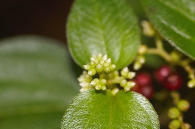 Miconia secundivaricata, photographed by Guillaume Delaitre