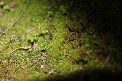 Schizymenium bryoides, photographed by Em Lamond