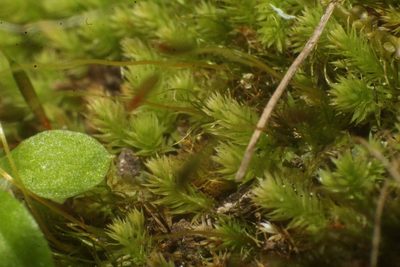 Schizymenium bryoides, photographed by Em Lamond