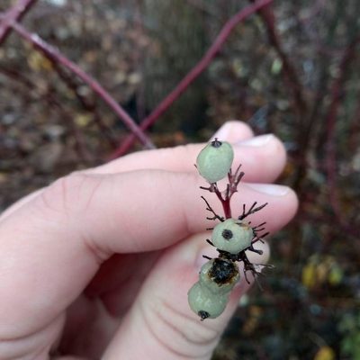 Cornus alba, photographed by Alexander Agafonov