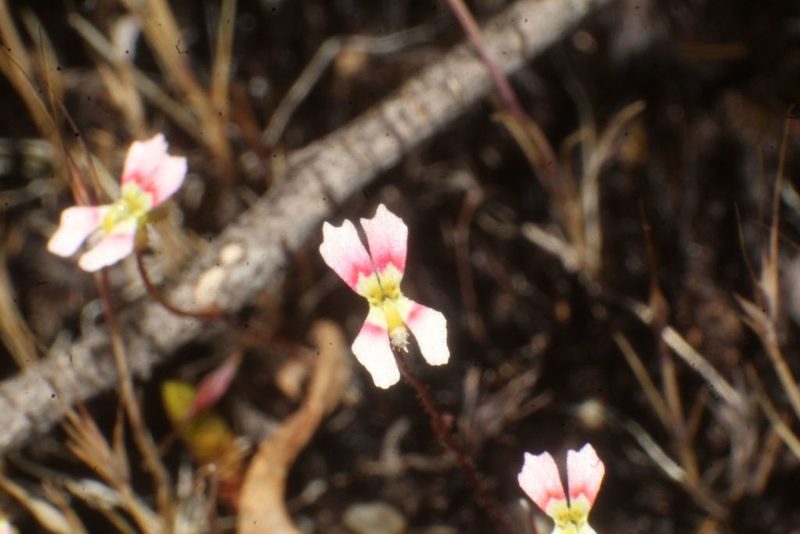 Stylidium calcaratum, photographed by Em Lamond