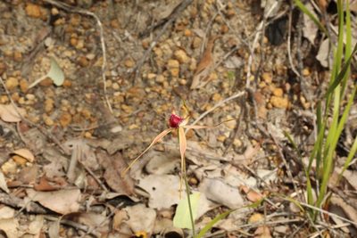 Caladenia brownii, photographed by Em Lamond