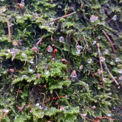 Sanionia uncinata, photographed by Alexander Agafonov
