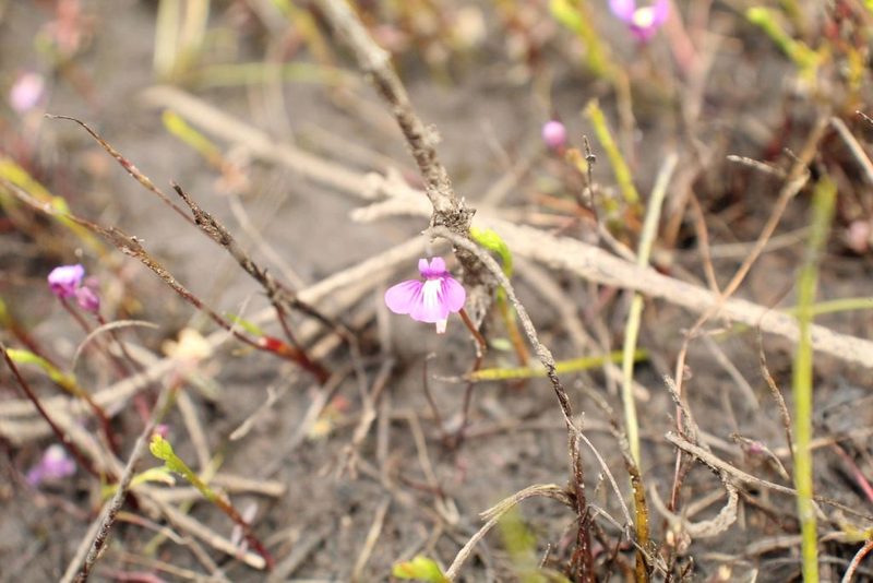 Utricularia violacea, photographed by Em Lamond