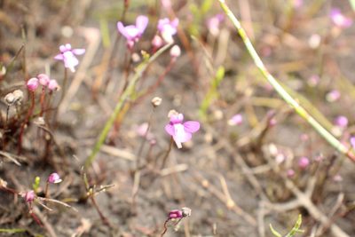 Utricularia violacea, photographed by Em Lamond