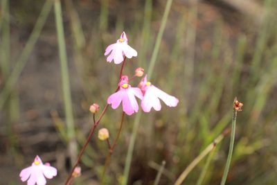Utricularia multifida, photographed by Em Lamond