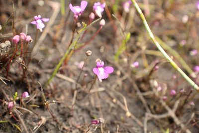 Utricularia violacea, photographed by Em Lamond