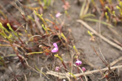 Utricularia violacea, photographed by Em Lamond