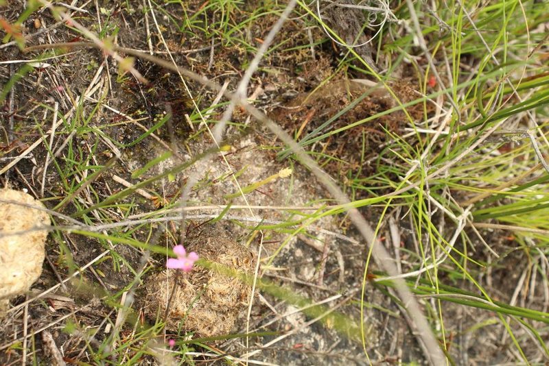 Phylloglossum drummondii, photographed by Em Lamond