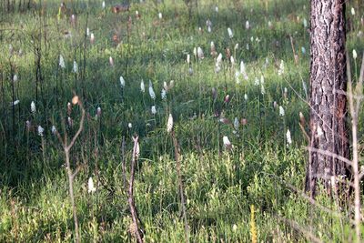 Stenanthium texanum, photographed by Lauren McLaurin