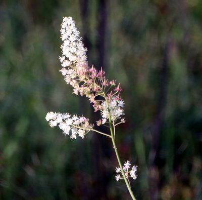 Stenanthium texanum, photographed by Lauren McLaurin