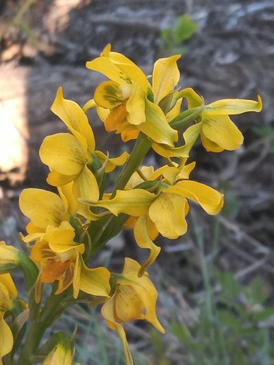 Gavilea odoratissima, photographed by Laura Veronica Bianchi