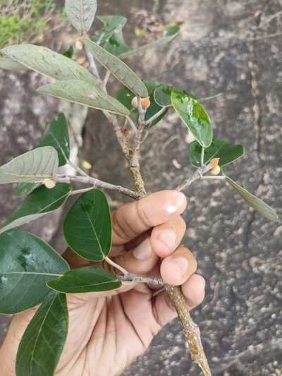 Ficus mollis, photographed by Rama Narayanan