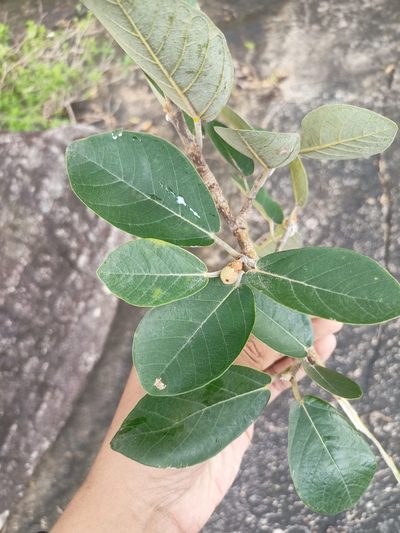 Ficus mollis, photographed by Rama Narayanan