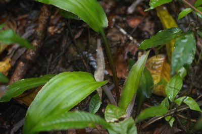 Disteganthus basilateralis, photographed by Guillaume Delaitre