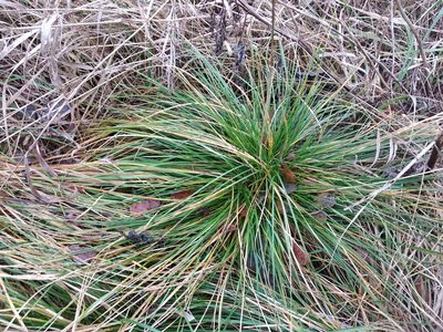 Deschampsia cespitosa, photographed by Tikhon Pshenitsyn