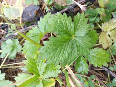 Potentilla intermedia, photographed by Tikhon Pshenitsyn