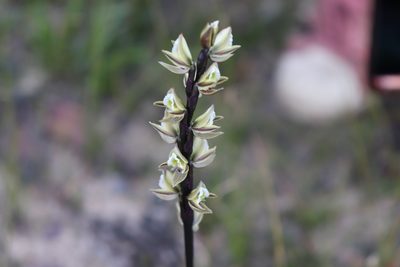 Prasophyllum elatum, photographed by Liam southwell
